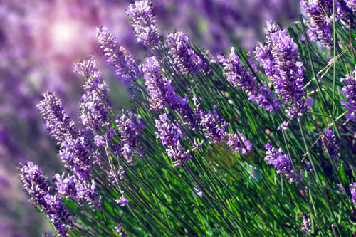 Huyền bí loài hoa được nữ hoàng Cleopatra dùng làm “bùa yêu”