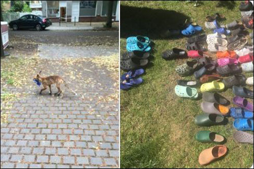 Cáo ranh mãnh trộm hơn 100 đôi giày, dép đắt tiền ở Đức