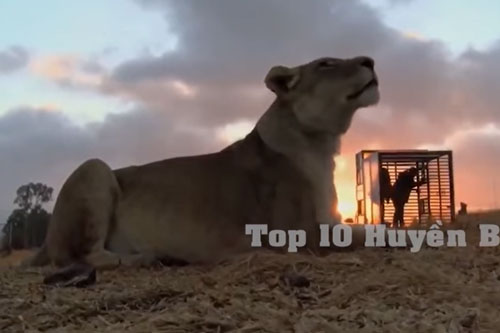 'Chết cười' với những khoảnh khắc động động vật 'cà khịa' con người