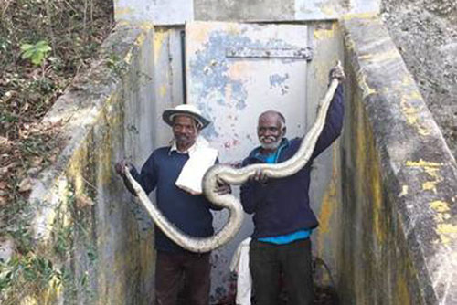 Một bộ tộc Ấn Độ săn bắt rắn khổng lồ ở Florida