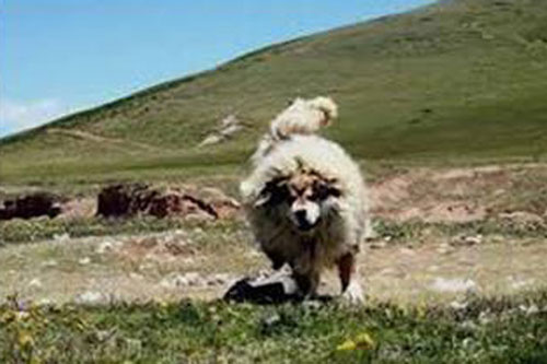 Bí ẩn về loài khuyển được thuần hóa lâu đời nhất thế giới