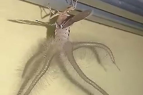 ‘Lạnh gáy’ khi phát hiện sinh vật ngoài hành tinh cư trú trong nhà