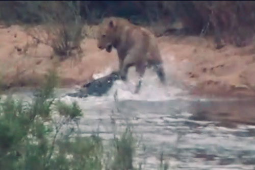 Sư tử đực suýt chết thảm dưới hàm răng của cá sấu