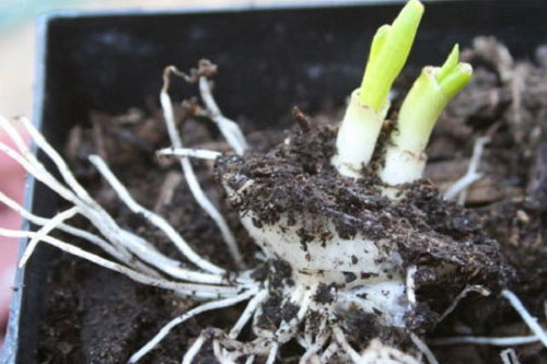 Tội gì không "tái sinh" rau củ quả để ăn cả năm không hết chỉ từ phần thân bỏ đi trong bếp