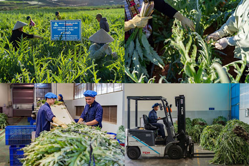 Chuyện làm kinh tế xanh ở xứ sở mộng mơ