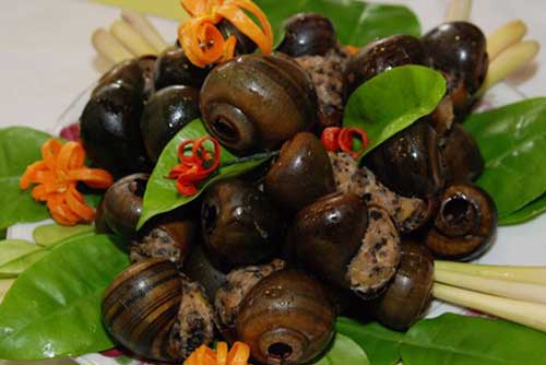 Bài thuốc chữa nhiều căn bệnh thường gặp từ ốc nhồi