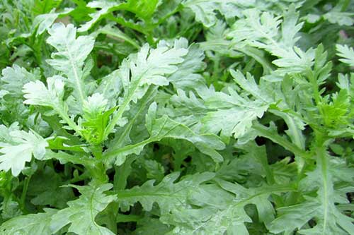 4 bài thuốc dân gian cực hiệu nghiệm từ rau cải cúc