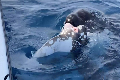 Sự thật thảm khốc đằng sau cảnh tượng bầy cá voi sát thủ ‘chơi đùa’ với cá Mặt Trăng