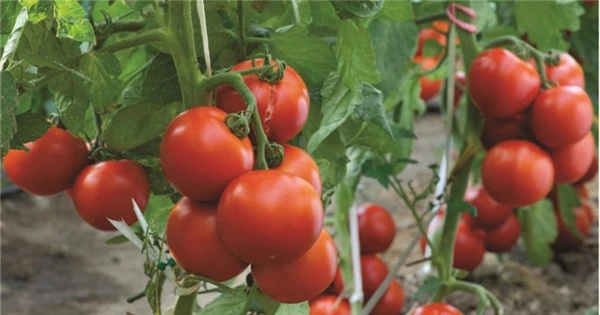 &#34;Lạ đời&#34; cách trồng cà chua cực nhanh không cần gieo hạt, không cần mua cây giống - 7