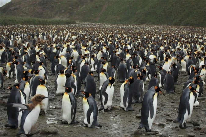 Những chú chim cánh cụt con có bộ lông màu nâu bên cạnh bố mẹ của mình