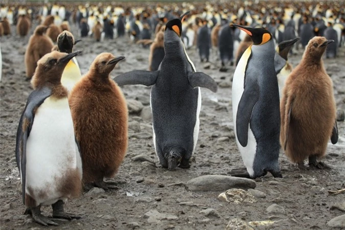 Những chú chim cánh cụt con có bộ lông màu nâu bên cạnh bố mẹ của mình