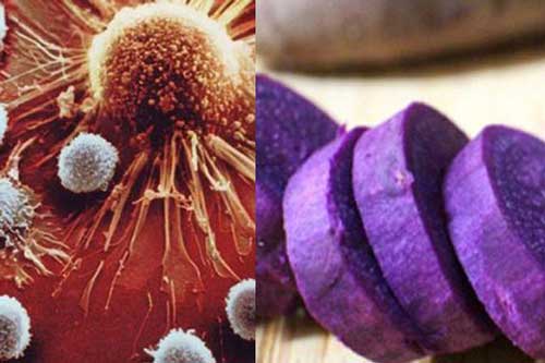 Bạn có biết khoai lang tím ngừa ung thư cực tốt?