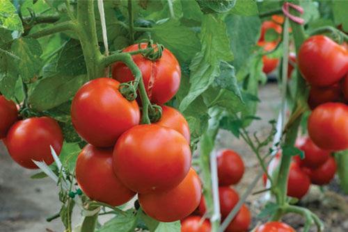 "Lạ đời" cách trồng cà chua cực nhanh không cần gieo hạt, không cần mua cây giống