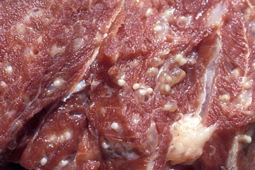 Thấy thịt lợn có dấu hiệu này đừng dại mà mua kẻo hại cả gia đình mắc bệnh