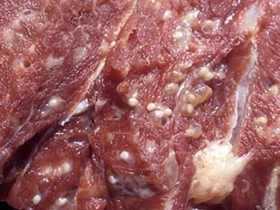 Thấy thịt lợn có dấu hiệu này đừng dại mà mua kẻo hại cả gia đình mắc bệnh