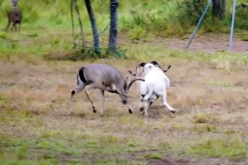 Dê đực nhận cái kết ‘đắng chát’ vì tấn công hươu