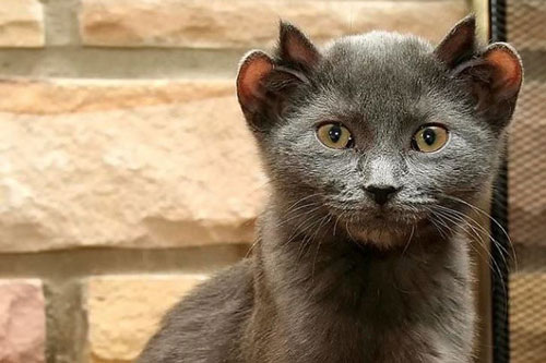 Những động vật kỳ lạ, huyền bí có thật trên Trái Đất mà cứ ngỡ chỉ xuất hiện trong thần thoại