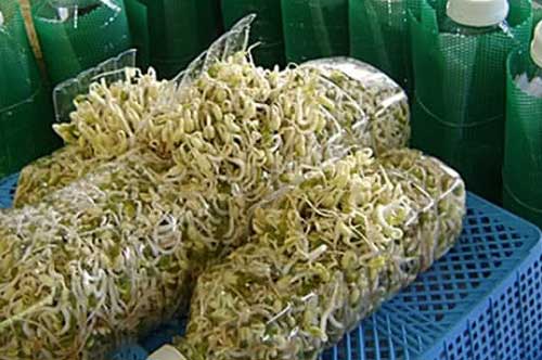 Dùng chai nhựa làm giá đỗ tại nhà cực hay và đơn giản, chưa tới 3 ngày là có ngay món ăn tuyệt hảo