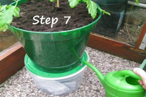 10 phút làm chậu cây thông minh tự tưới, cả tháng "lười" không chăm cây vẫn xanh tốt