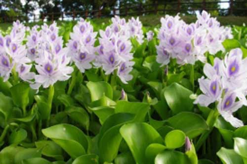 Loài cây "cho không ai lấy" ở Việt Nam được bán với giá "chát" ở nước ngoài, có nhiều lợi ích với sức khỏe