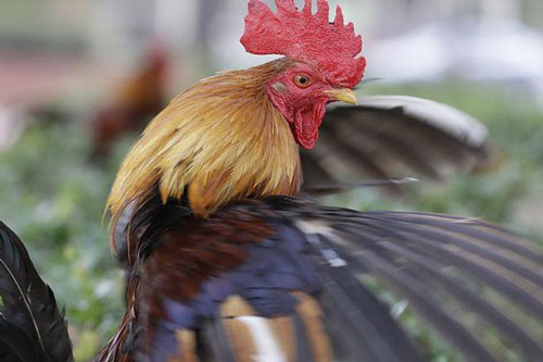 74.000 người Pháp ký đơn đòi công lý cho một con gà trống