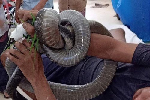 Sức khỏe của người đem cả con rắn hổ mang cắn mình đến bệnh viện giờ ra sao?