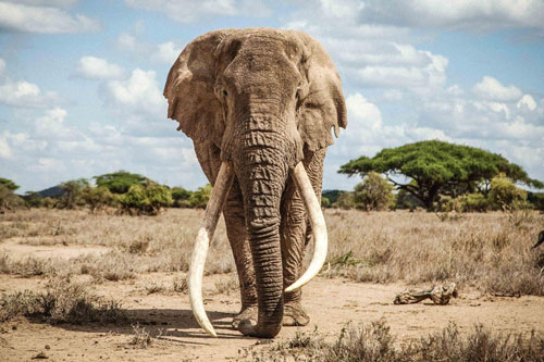 Cận cảnh một trong những chú voi lớn nhất hành tinh