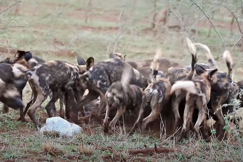 CLIP: Đàn chó hoang ăn thịt linh dương đầu bò