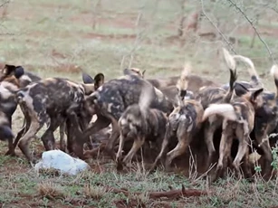 CLIP: Đàn chó hoang ăn thịt linh dương đầu bò