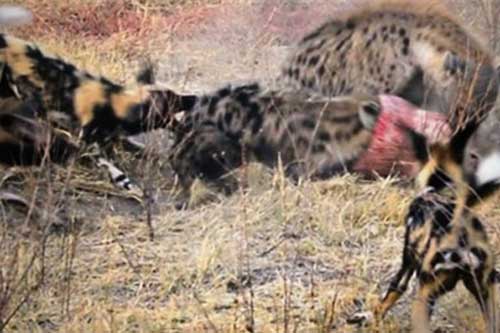 Linh cẩu chơi kiểu bầy đàn, chó hoang bất lực mất mồi