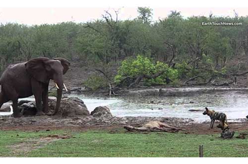 Dũng cảm đối đầu voi, đàn chó hoang hưởng 'trái ngọt'