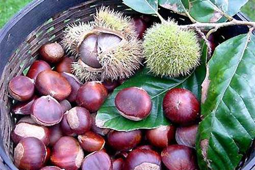 6 loại thực phẩm tăng cường canxi cho bạn