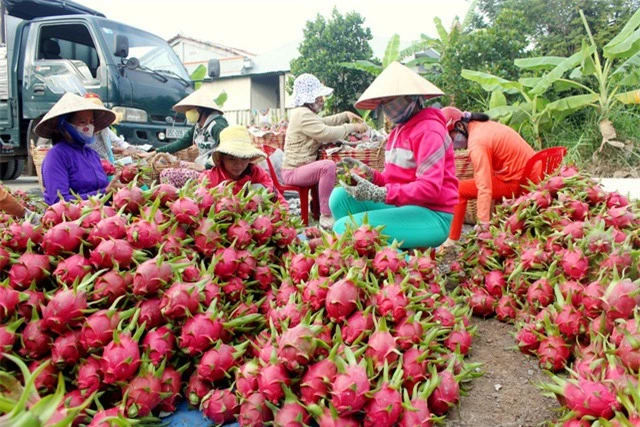 Thanh long được “đặc cách” xuất qua cửa khẩu Lào Cai - Ảnh 1.