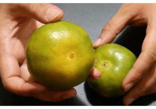 Quýt sắp được bán với số lượng lớn, mách bạn cách chọn đảm bảo múi nào cũng mỏng mọng và ngon