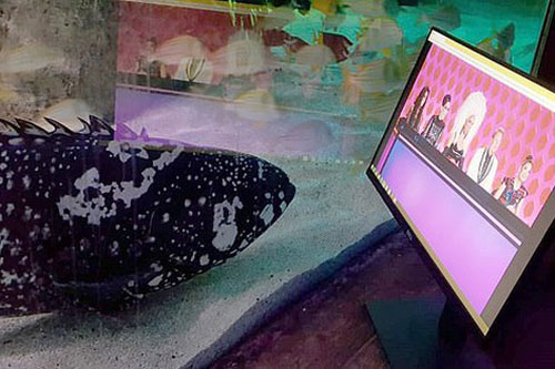 Sợ cá buồn, công viên dành riêng màn hình cho cá... xem phim