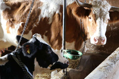 Động vật có "giác quan thứ sáu" có thể dự đoán động đất?