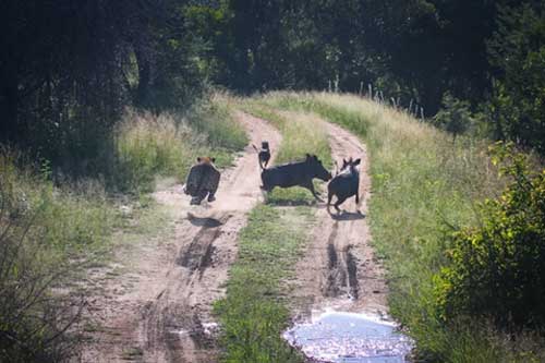 Lợn rừng chơi bài bất ngờ, báo ngậm ngùi "ôm trái đắng"