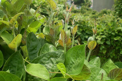 Lấy 1 nắm lá mơ làm theo cách này, bạn đã có bài thuốc trị dứt điểm đau dạ dày và đau nhức xương khớp