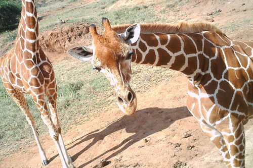 Chùm ảnh tự sướng của các loài động vật