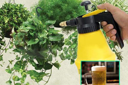 Thực hư việc dùng bia tưới cho cây trồng cho năng suất cao và cây phát triển khỏe mạnh