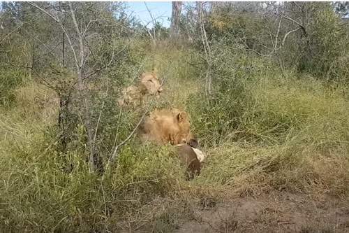 CLIP: Trâu rừng con chết thảm dưới nanh vuốt của đàn sư tử