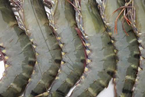 Nhìn qua 5 giây biết ngay tôm tươi mới đánh bắt, đúng hàng chất lượng cao