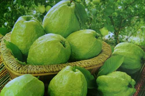 Những loại quả rẻ tiền nhưng là "tiên dược" ngừa ung thư, giúp trường thọ và cả đời sống khỏe