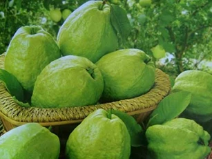 Những loại quả rẻ tiền nhưng là "tiên dược" ngừa ung thư, giúp trường thọ và cả đời sống khỏe