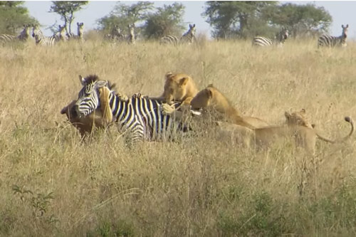 CLIP: Lạc vào trận địa mai phục của đàn sư tử, ngựa vằn nhận 'cái kết đắng'