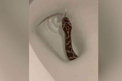 Khoảnh khắc "tử thần" chui lên từ bồn cầu "gây sốt" cộng đồng mạng