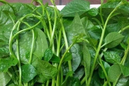 Bị những bệnh này chỉ cần dùng rau mồng tơi là khỏi