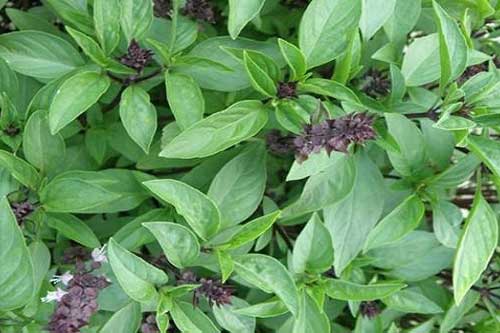 Biết điều này bạn sẽ thường xuyên ăn rau húng quế