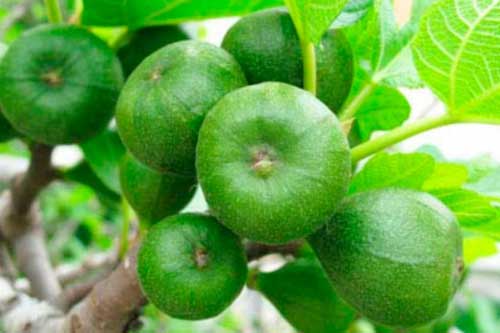 Loại quả ngăn ngừa ung thư được cả thế giới lùng sục lại bị thờ ơ ở Việt Nam