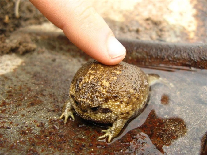 Hóa ra trên đời có loài ếch y hệt quả bơ có nhiều phiền muộn,  tiếng kêu chíp chíp như vịt cao su - Ảnh 4.
